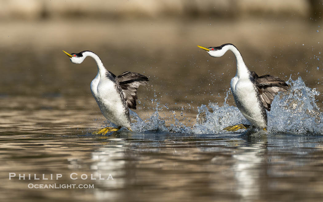 Two Western Grebes Walk on Water. Grebe rushing, a courtship behavior, happens when the birds slap the lake surface up to 20 times per second, literally running across the water, Aechmophorus occidentalis, Lake Wohlford, Escondido, California Two Western Grebes Walk on Water. Grebe rushing, a courtship behavior, happens when the birds slap the lake surface up to 20 times per second, literally running across the water, Aechmophorus occidentalis, Lake Wohlford, Escondido, California