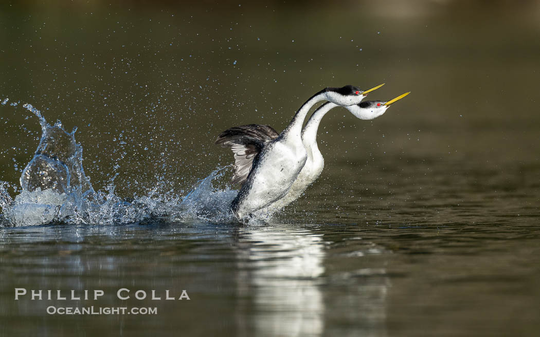 Two Western Grebes Walk on Water. Grebe rushing, a courtship behavior, happens when the birds slap the lake surface up to 20 times per second, literally running across the water, Aechmophorus occidentalis, Lake Wohlford, Escondido, California Two Western Grebes Walk on Water. Grebe rushing, a courtship behavior, happens when the birds slap the lake surface up to 20 times per second, literally running across the water, Aechmophorus occidentalis, Lake Wohlford, Escondido, California