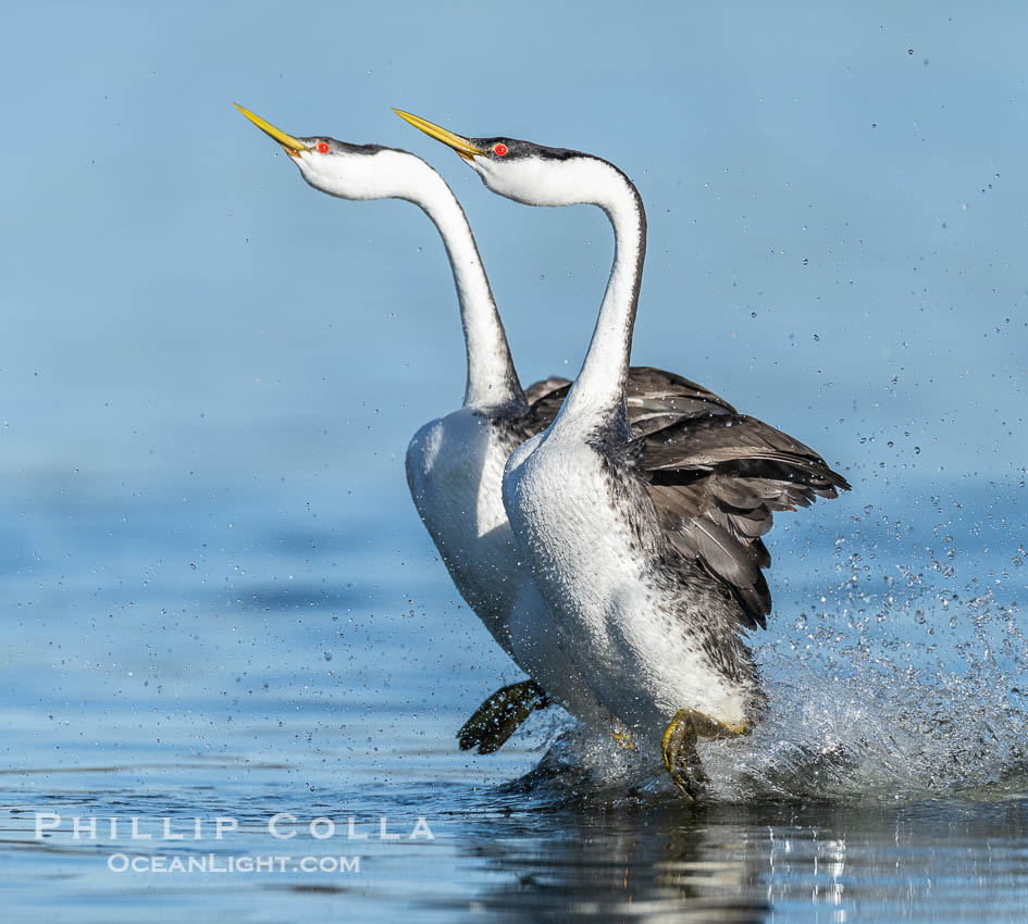 Two Western Grebes Walk on Water. Grebe rushing, a courtship behavior, happens when the birds slap the lake surface up to 20 times per second, literally running across the water, Aechmophorus occidentalis, Lake Wohlford, Escondido, California Two Western Grebes Walk on Water. Grebe rushing, a courtship behavior, happens when the birds slap the lake surface up to 20 times per second, literally running across the water, Aechmophorus occidentalis, Lake Wohlford, Escondido, California