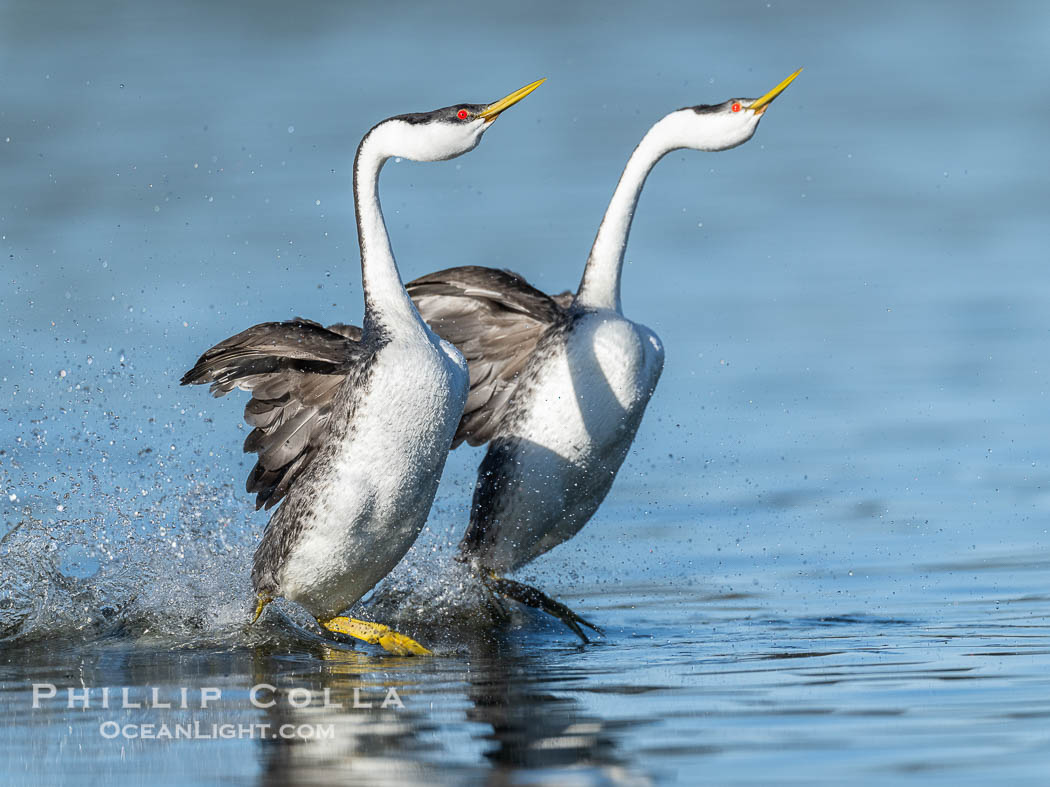 Two Western Grebes Walk on Water. Grebe rushing, a courtship behavior, happens when the birds slap the lake surface up to 20 times per second, literally running across the water. Lake Wohlford, Escondido, California, USA, Aechmophorus occidentalis, natural history stock photograph, photo id 40889