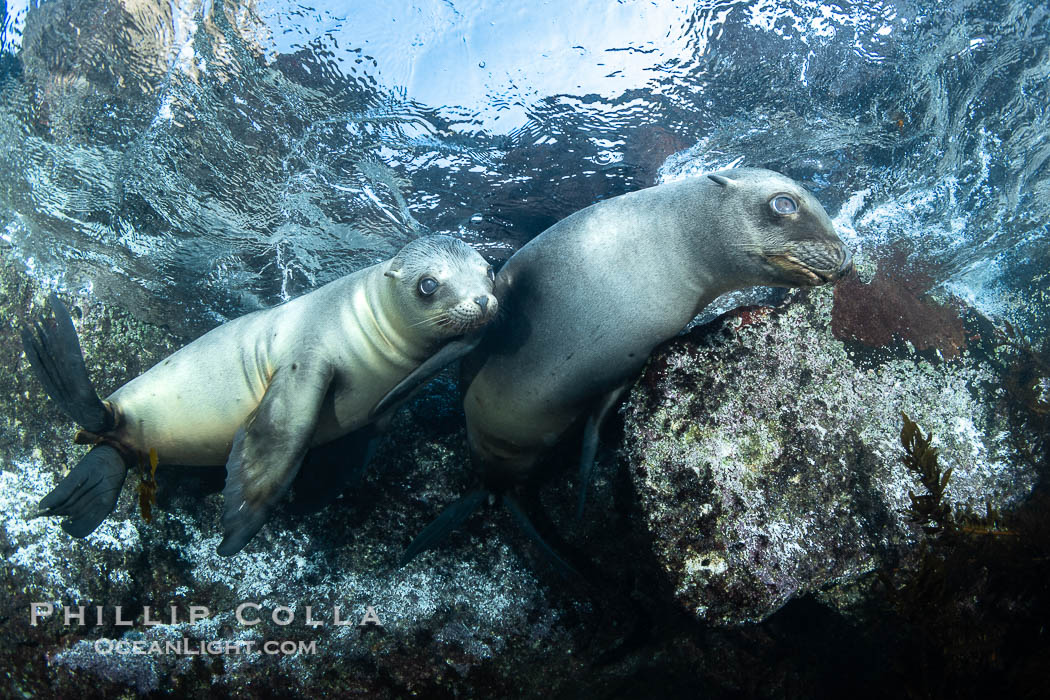 Two Young California Sea Lions socialize and look at the photographer while at the ocean surface, rocks and island visible above the water in the background, North Coronado Island, Mexico, Zalophus californianus, Coronado Islands (Islas Coronado) Two Young California Sea Lions socialize and look at the photographer while at the ocean surface, rocks and island visible above the water in the background, North Coronado Island, Mexico, Zalophus californianus, Coronado Islands (Islas Coronado)