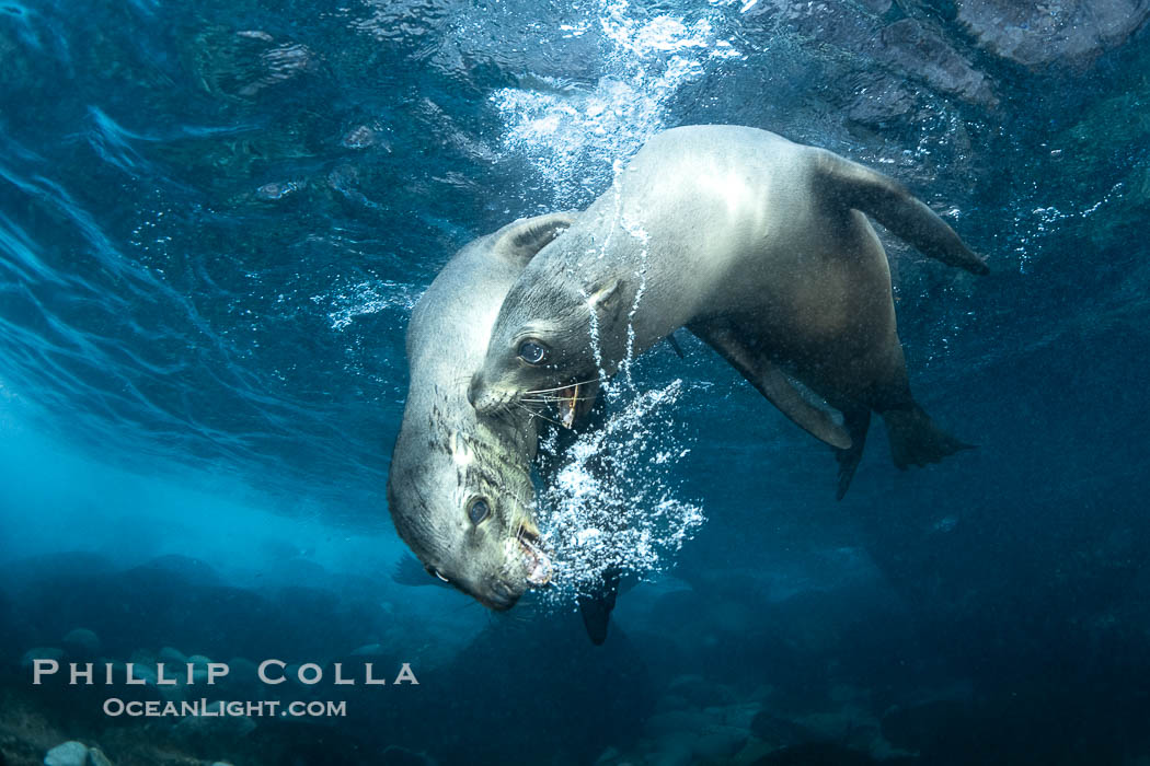 Two Young California Sea Lions at Play Underwater in the Coronado Islands, Mexico. Pups spend much of their time playing with one another in the water, strengthening their swimming skills and mock jousting. Coronado Islands (Islas Coronado), Baja California, Zalophus californianus, natural history stock photograph, photo id 39953