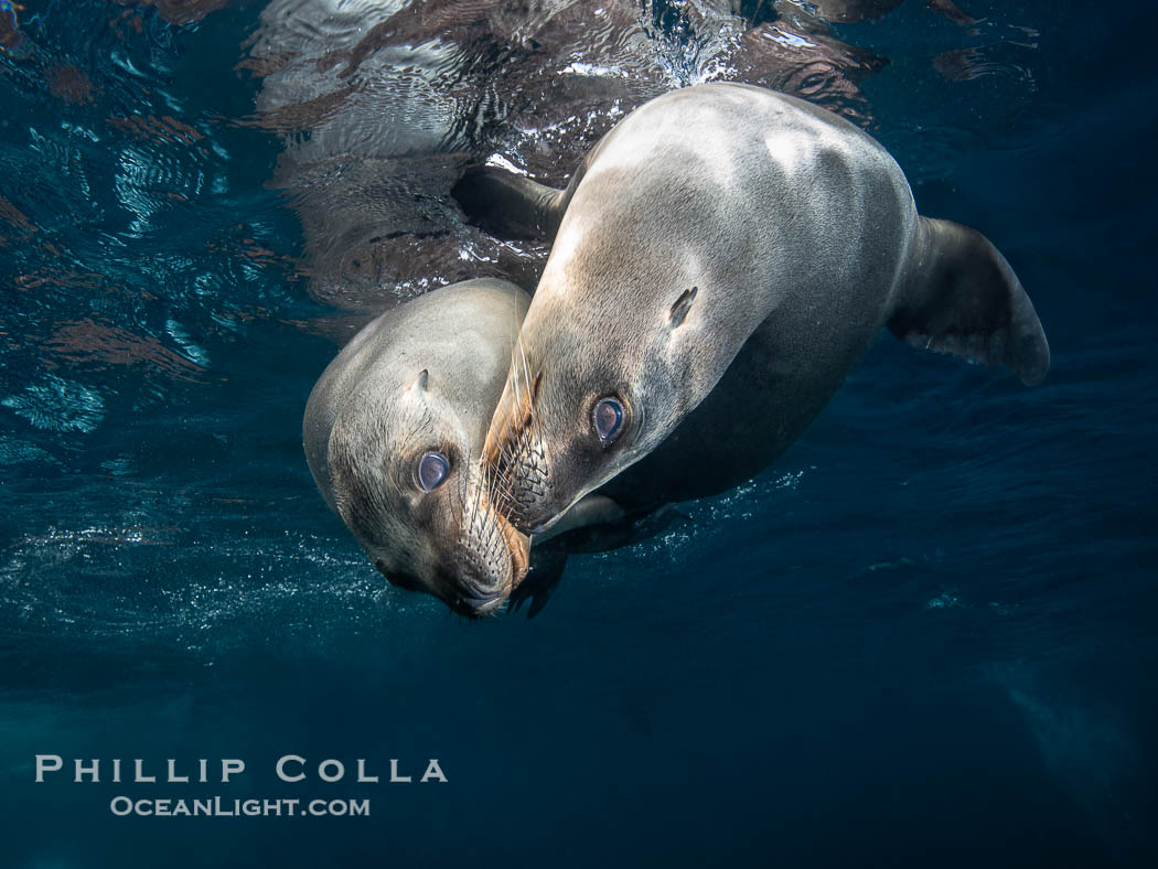 Two Young California Sea Lions at Play Underwater in the Coronado Islands, Mexico, Zalophus californianus, Coronado Islands (Islas Coronado) Two Young California Sea Lions at Play Underwater in the Coronado Islands, Mexico, Zalophus californianus, Coronado Islands (Islas Coronado)