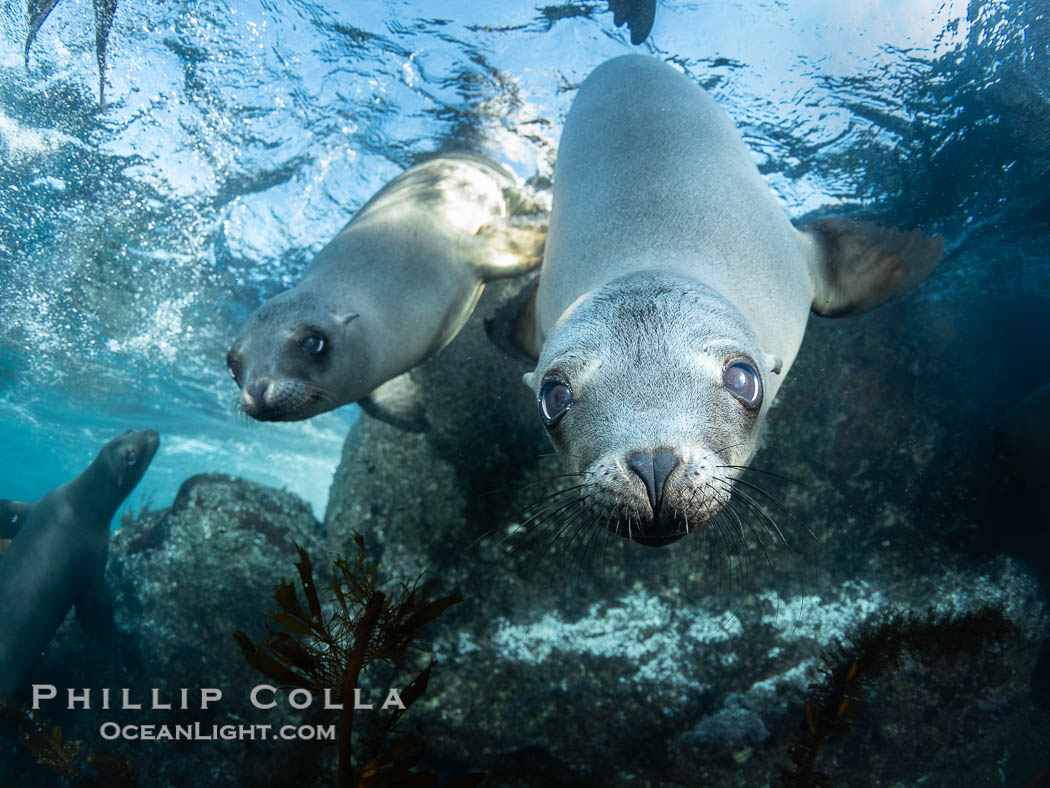 Two Young California Sea Lion pups hang upside down while looking at the curious man-fish below them, in a shallow sea lion colony in the Coronado Islands, Mexico, Zalophus californianus, Coronado Islands (Islas Coronado)