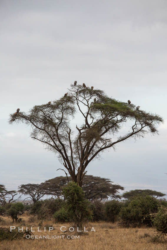 Ugly birds in an ugly tree on a dark day, Amboseli National Park, Kenya., natural history stock photograph, photo id 29565