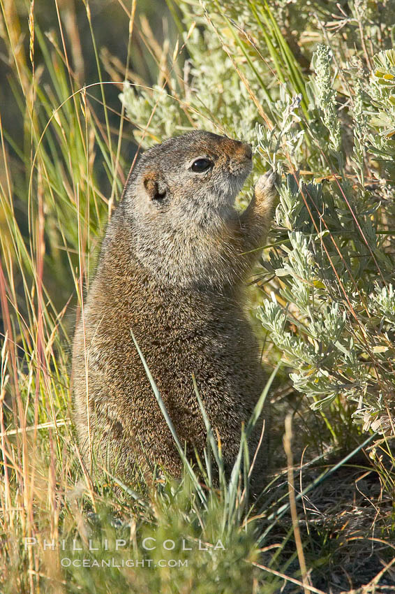 Uinta ground squirrels are borrowers. In the winter these squirrels hibernate, and in the summer they aestivate (become dormant for the summer). Yellowstone National Park, Wyoming, USA, Spermophilus armatus, natural history stock photograph, photo id 13064