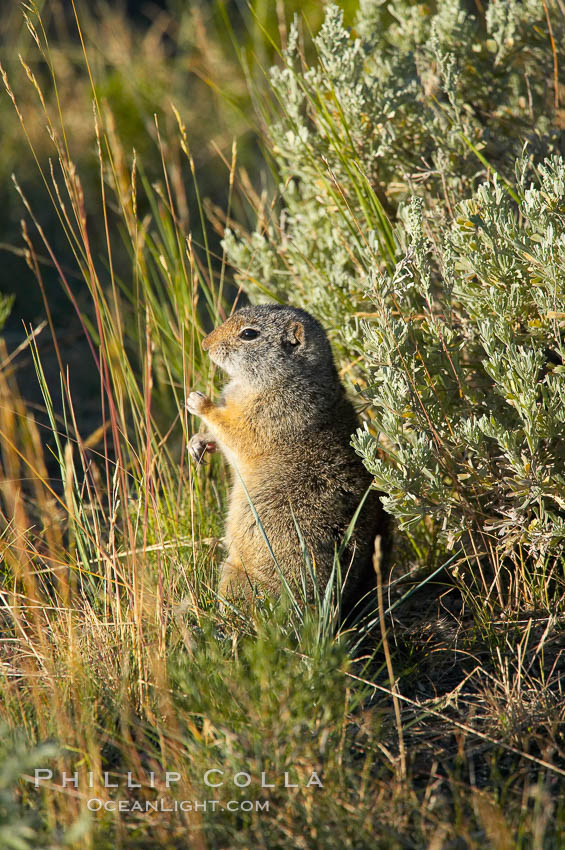 Uinta ground squirrels are borrowers. In the winter these squirrels hibernate, and in the summer they aestivate (become dormant for the summer). Yellowstone National Park, Wyoming, USA, Spermophilus armatus, natural history stock photograph, photo id 13059