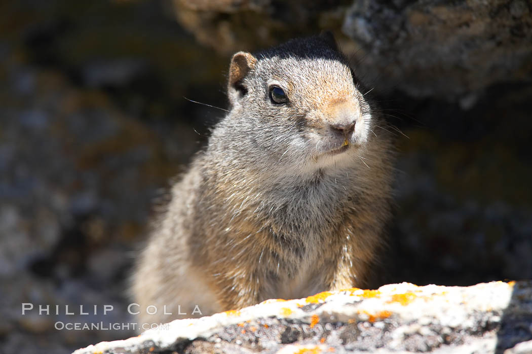 Uinta ground squirrels are borrowers. In the winter these squirrels hibernate, and in the summer they aestivate (become dormant for the summer). Yellowstone National Park, Wyoming, USA, Spermophilus armatus, natural history stock photograph, photo id 13067
