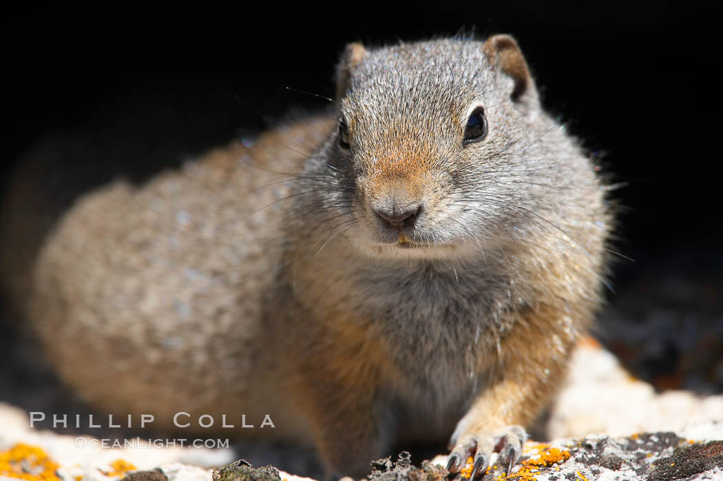 Uinta ground squirrels are borrowers. In the winter these squirrels hibernate, and in the summer they aestivate (become dormant for the summer). Yellowstone National Park, Wyoming, USA, Spermophilus armatus, natural history stock photograph, photo id 13061