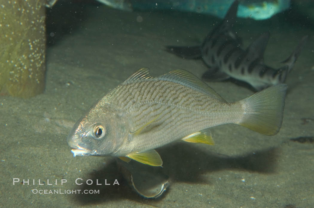 Yellowfin croaker., Umbrina roncador, natural history stock photograph, photo id 07870