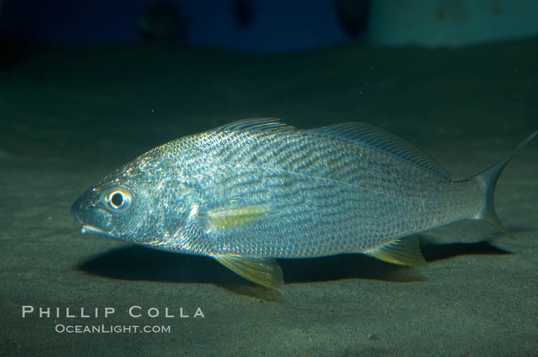 Yellowfin croaker., Umbrina roncador, natural history stock photograph, photo id 11853