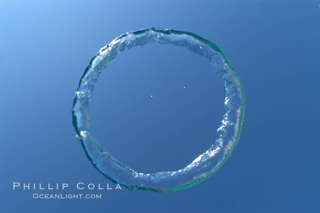 A underwater bubble ring!  Similar to the rings created by smokers, an underwater bubble ring can be made by exhaling just right.  When done correctly, the ring will rise toward the surface keeping its perfect toroidal form until it reaches a state of instability and breaks up., natural history stock photograph, photo id 07750