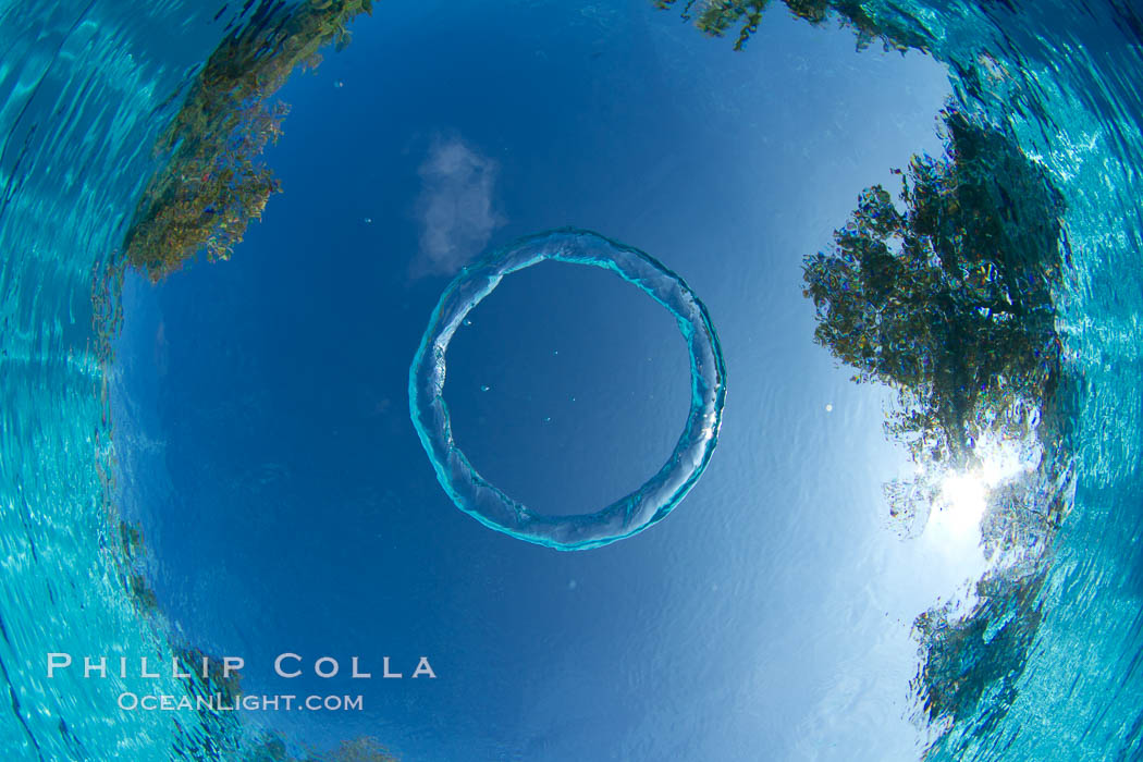 Underwater bubble ring, a stable toroidal pocket of air., natural history stock photograph, photo id 27060