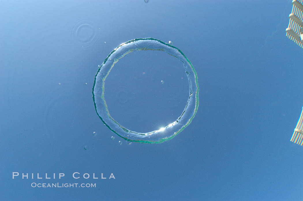 A underwater bubble ring!  Similar to the rings created by smokers, an underwater bubble ring can be made by exhaling just right.  When done correctly, the ring will rise toward the surface keeping its perfect toroidal form until it reaches a state of instability and breaks up., natural history stock photograph, photo id 07751