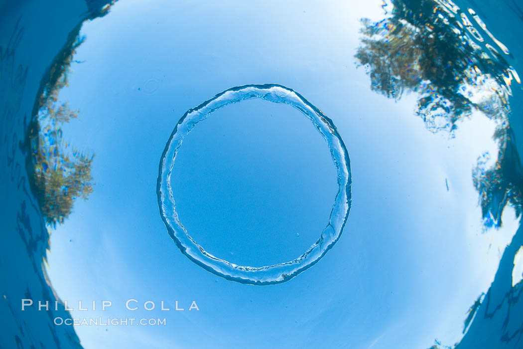 Underwater bubble ring, a stable toroidal pocket of air., natural history stock photograph, photo id 27053