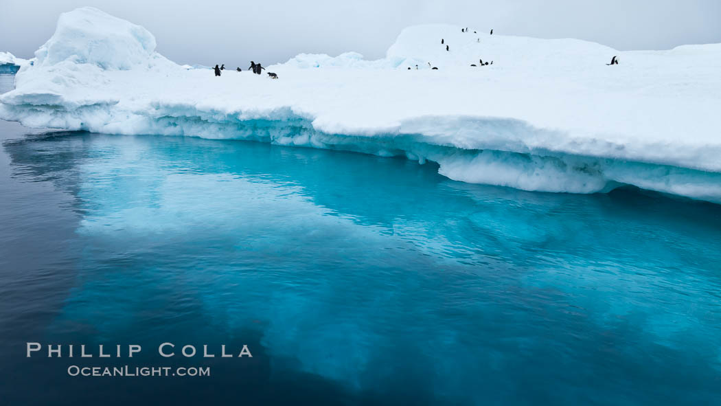 The underwater edge of an iceberg, with a few Adelie penguins on it. Brown Bluff, Antarctic Peninsula, Antarctica, natural history stock photograph, photo id 24868