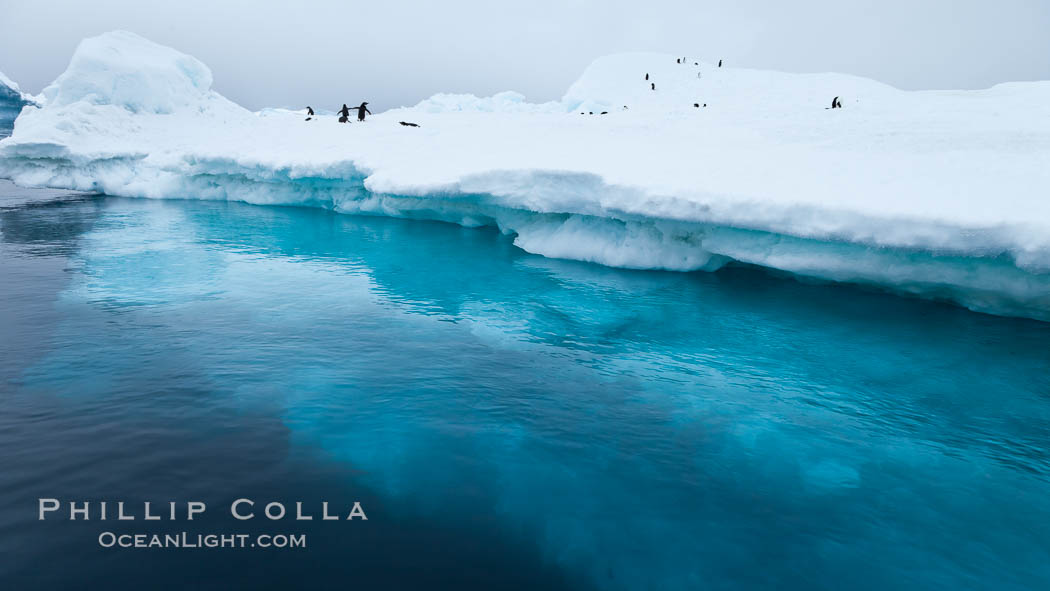 The underwater edge of an iceberg, with a few Adelie penguins on it. Brown Bluff, Antarctic Peninsula, Antarctica, natural history stock photograph, photo id 24869