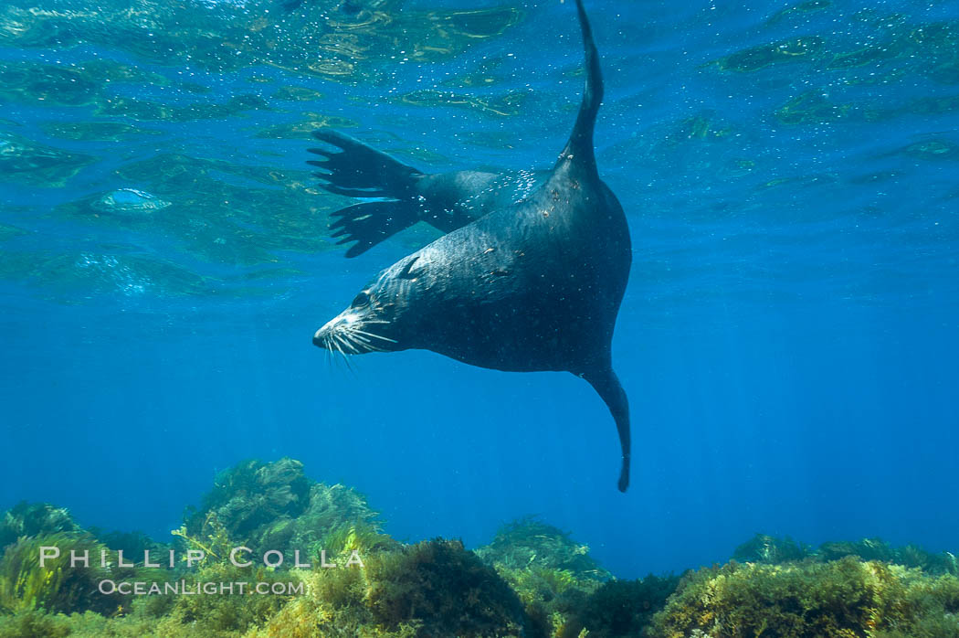 Adult male Guadalupe fur seal, acting territorially, patrolling his harem boundary.  An endangered species, the Guadalupe fur seal appears to be recovering in both numbers and range., Arctocephalus townsendi, natural history stock photograph, photo id 09658