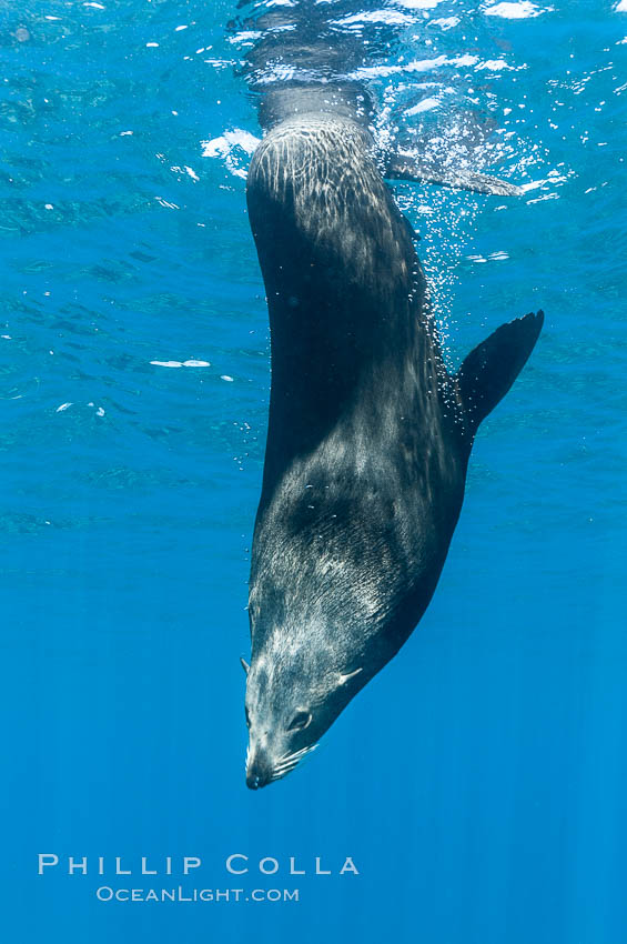 Adult male Guadalupe fur seal resting head down in the water.  An endangered species, the Guadalupe fur seal appears to be recovering in both numbers and range. Guadalupe Island (Isla Guadalupe), Baja California, Mexico, Arctocephalus townsendi, natural history stock photograph, photo id 09670