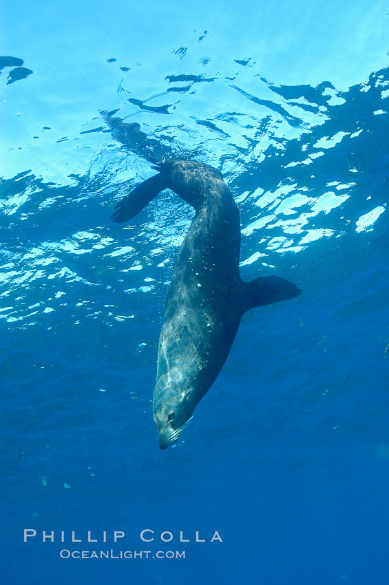 Adult male Guadalupe fur seal resting head down in the water.  An endangered species, the Guadalupe fur seal appears to be recovering in both numbers and range. Guadalupe Island (Isla Guadalupe), Baja California, Mexico, Arctocephalus townsendi, natural history stock photograph, photo id 09674