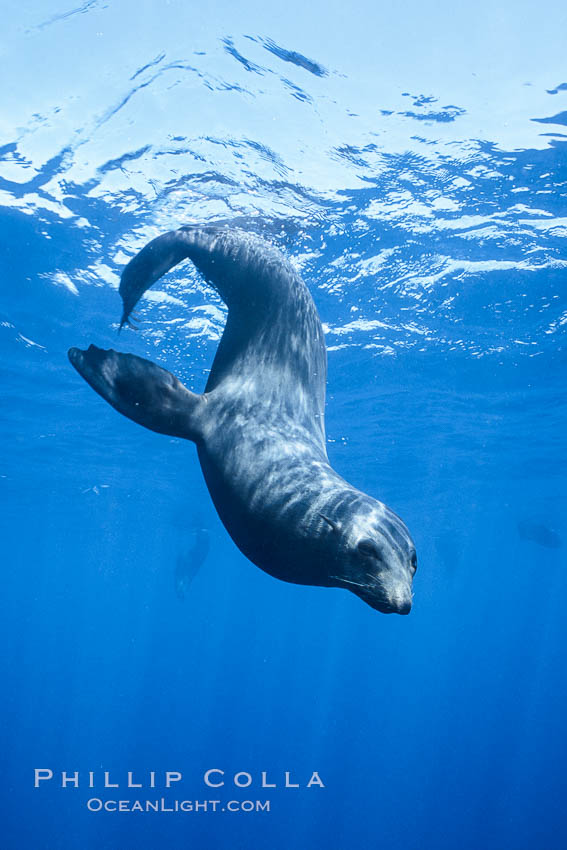 Guadalupe fur seal. Guadalupe Island (Isla Guadalupe), Baja California, Mexico, Arctocephalus townsendi, natural history stock photograph, photo id 06168