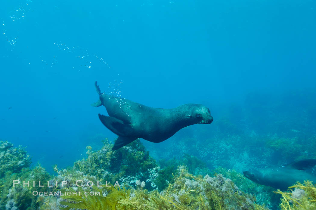 Female Guadalupe fur seal swims over a kelp-covered shallow reef.  An endangered species, the Guadalupe fur seal appears to be recovering in both numbers and range. Guadalupe Island (Isla Guadalupe), Baja California, Mexico, Arctocephalus townsendi, natural history stock photograph, photo id 09668