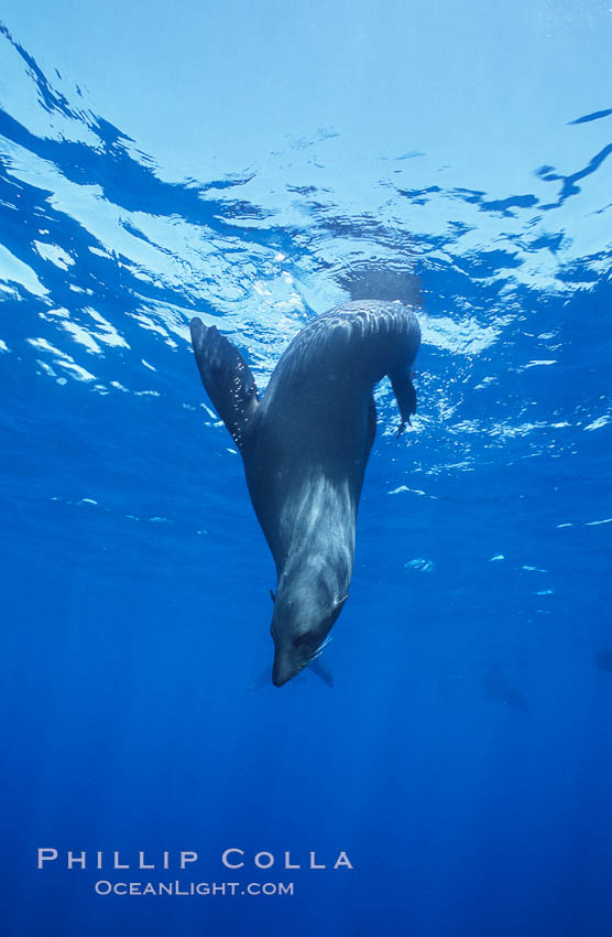 Guadalupe fur seal. Guadalupe Island (Isla Guadalupe), Baja California, Mexico, Arctocephalus townsendi, natural history stock photograph, photo id 06167