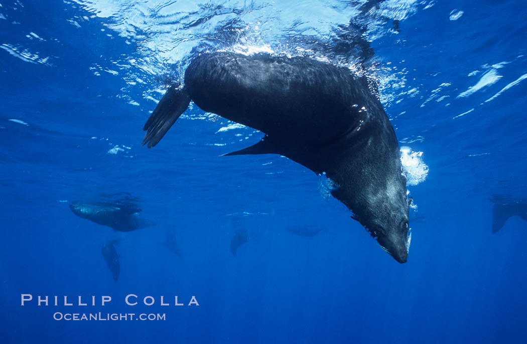 Guadalupe fur seal. Guadalupe Island (Isla Guadalupe), Baja California, Mexico, Arctocephalus townsendi, natural history stock photograph, photo id 06171