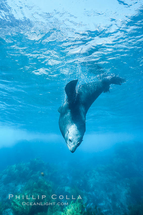 Guadalupe fur seal, adult male, resting underwater with bubbles emitted from dense fur coat. Guadalupe Island (Isla Guadalupe), Baja California, Mexico, Arctocephalus townsendi, natural history stock photograph, photo id 06271