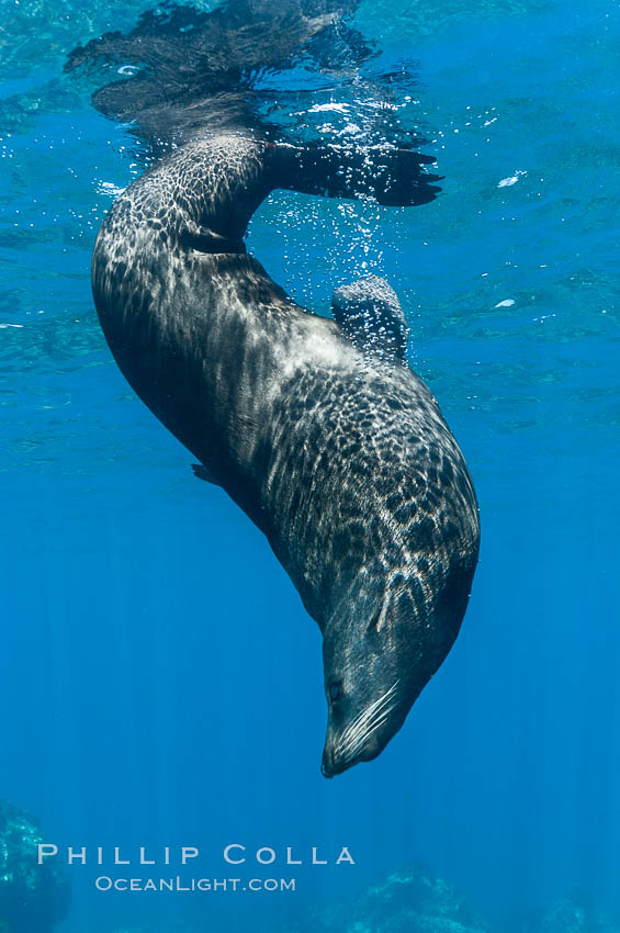 Adult male Guadalupe fur seal resting head down in the water..  An endangered species, the Guadalupe fur seal appears to be recovering in both numbers and range. Guadalupe Island (Isla Guadalupe), Baja California, Mexico, Arctocephalus townsendi, natural history stock photograph, photo id 09663