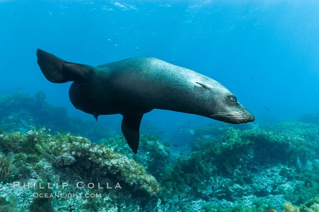 Guadalupe fur seal.  An endangered species, the Guadalupe fur seal appears to be recovering in both numbers and range. Guadalupe Island (Isla Guadalupe), Baja California, Mexico, Arctocephalus townsendi, natural history stock photograph, photo id 09657