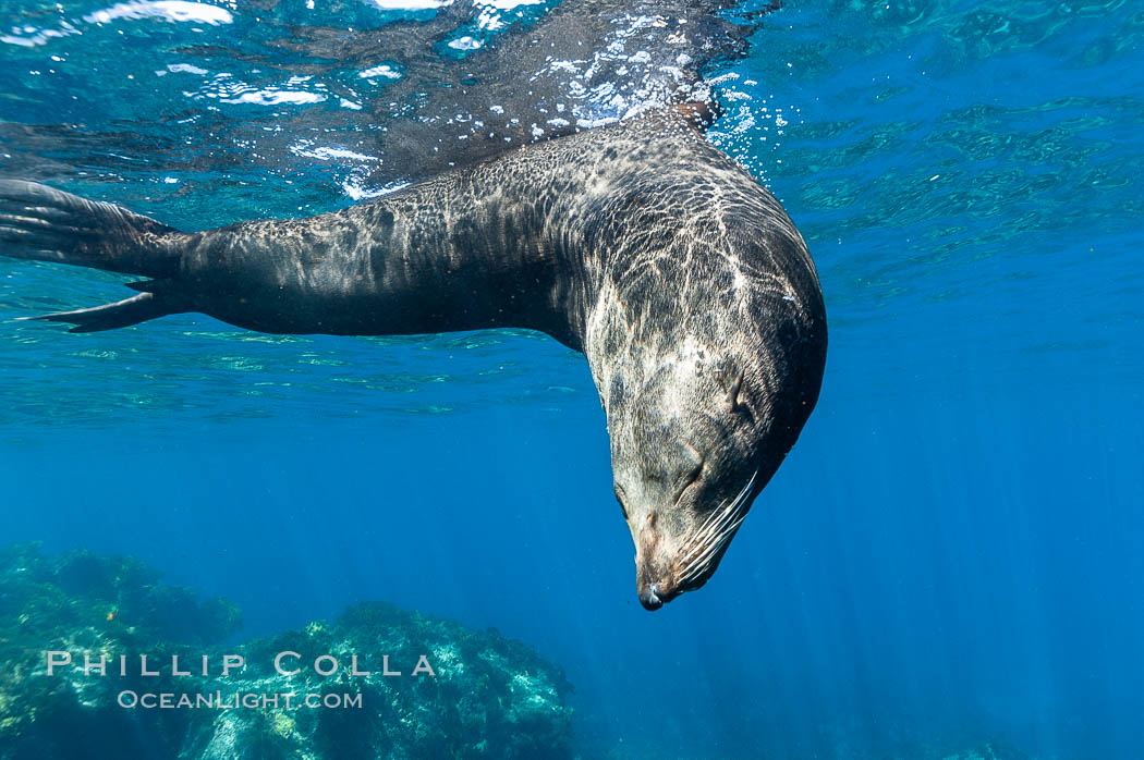 Adult male Guadalupe fur seal resting with eyes closed (sleeping?).  An endangered species, the Guadalupe fur seal appears to be recovering in both numbers and range. Guadalupe Island (Isla Guadalupe), Baja California, Mexico, Arctocephalus townsendi, natural history stock photograph, photo id 09661