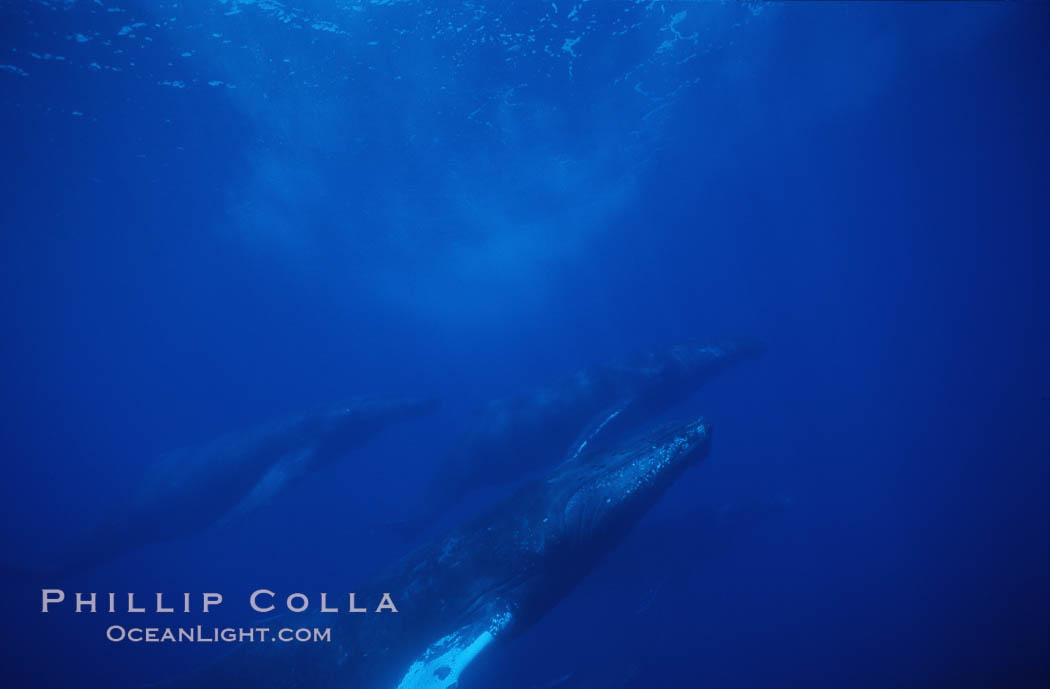 Large competitive group of humpback whales. Maui, Hawaii, USA, Megaptera novaeangliae, natural history stock photograph, photo id 04450