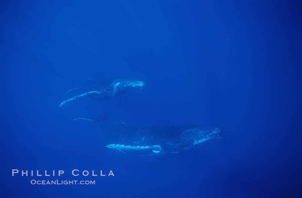 Humpback whales. Maui, Hawaii, USA, Megaptera novaeangliae, natural history stock photograph, photo id 04454