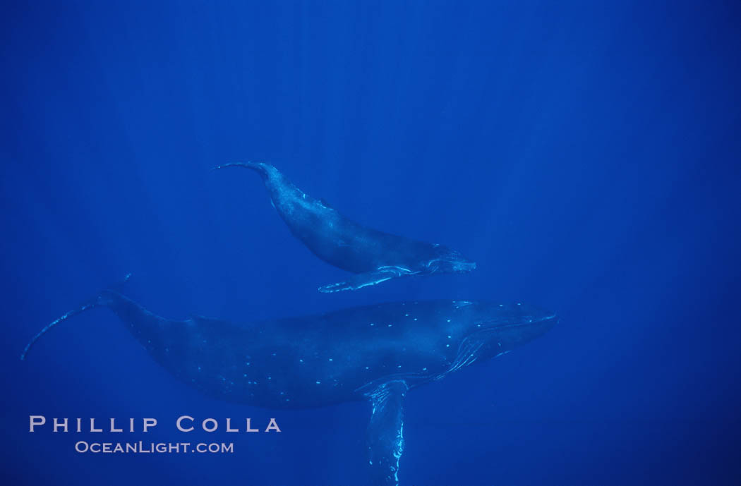 Humpback whales. Maui, Hawaii, USA, Megaptera novaeangliae, natural history stock photograph, photo id 04458