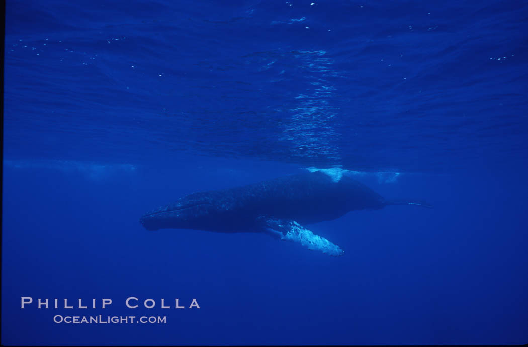 Humpback whales. Maui, Hawaii, USA, Megaptera novaeangliae, natural history stock photograph, photo id 04474