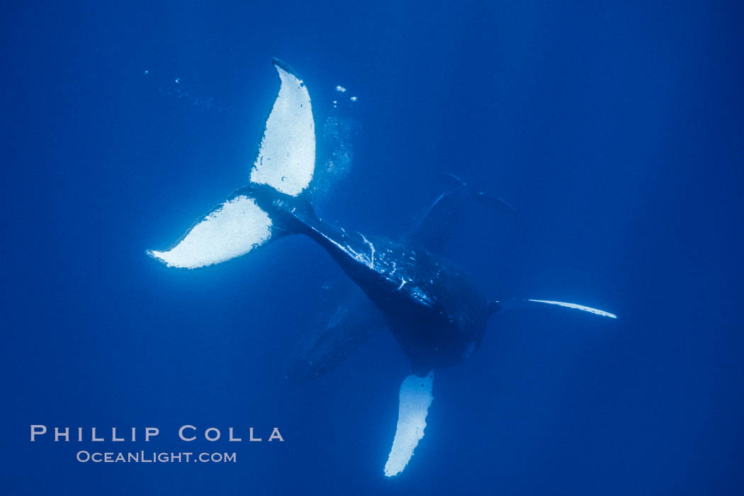 Humpback whale turning underwater showing ventral aspect of fluke with an entirely white fluke pattern. Maui, Hawaii, USA, Megaptera novaeangliae, natural history stock photograph, photo id 04490