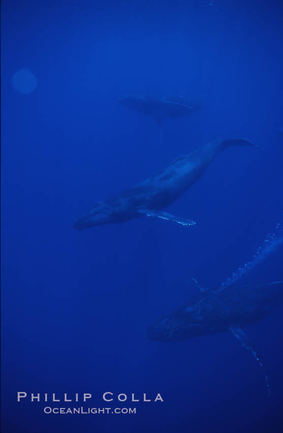 Humpback whales., Megaptera novaeangliae, natural history stock photograph, photo id 04498