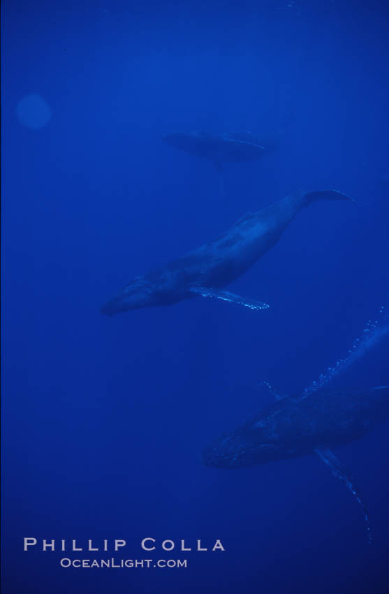 Humpback whales. Maui, Hawaii, USA, Megaptera novaeangliae, natural history stock photograph, photo id 04498