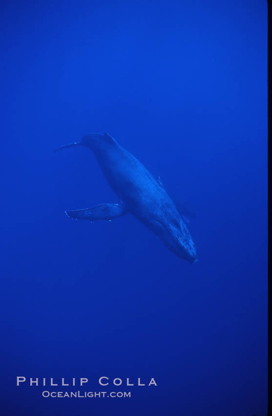 Humpback whale. Maui, Hawaii, USA, Megaptera novaeangliae, natural history stock photograph, photo id 04502