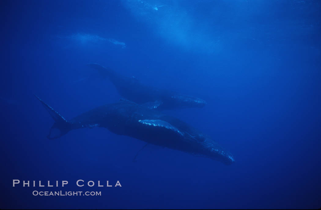 Humpback whales. Maui, Hawaii, USA, Megaptera novaeangliae, natural history stock photograph, photo id 04506