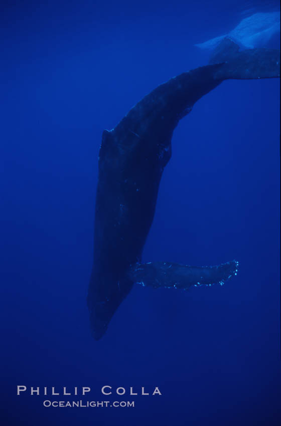 Humpback whale, steep dive. Maui, Hawaii, USA, Megaptera novaeangliae, natural history stock photograph, photo id 04510