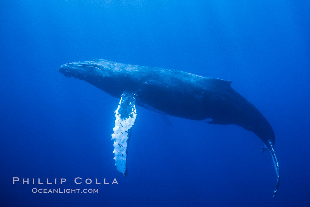 North Pacific humpback whale underwater. Maui, Hawaii, USA, Megaptera novaeangliae, natural history stock photograph, photo id 04526