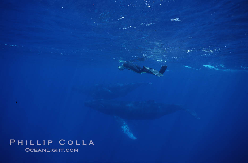 Research diver videotaping humpback whale competitive group. Maui, Hawaii, USA, Megaptera novaeangliae, natural history stock photograph, photo id 04456