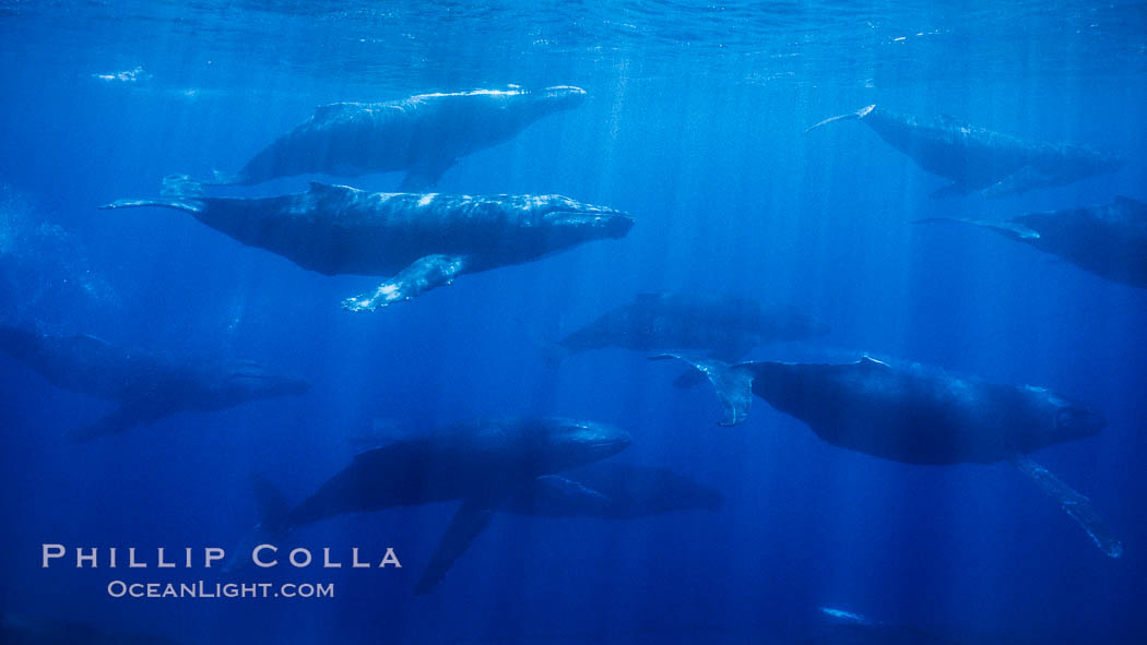 Large competitive group of humpback whales, eleven adult humpback whales seen in this image, part of a 16 whale competitive group. Maui, Hawaii, USA, Megaptera novaeangliae, natural history stock photograph, photo id 04460