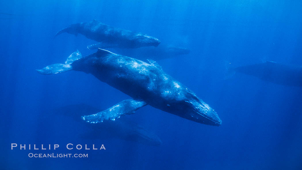 Large competitive group of humpback whales seen underwater. Maui, Hawaii, USA, Megaptera novaeangliae, natural history stock photograph, photo id 04464