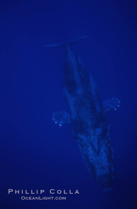Humpback whales. Maui, Hawaii, USA, Megaptera novaeangliae, natural history stock photograph, photo id 04468