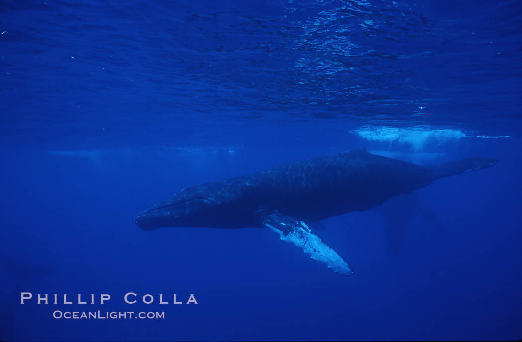 Humpback whales. Maui, Hawaii, USA, Megaptera novaeangliae, natural history stock photograph, photo id 04472