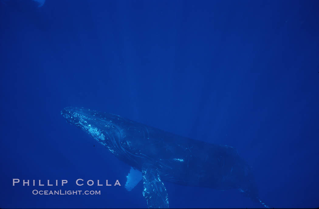 Humpback whales. Maui, Hawaii, USA, Megaptera novaeangliae, natural history stock photograph, photo id 04476