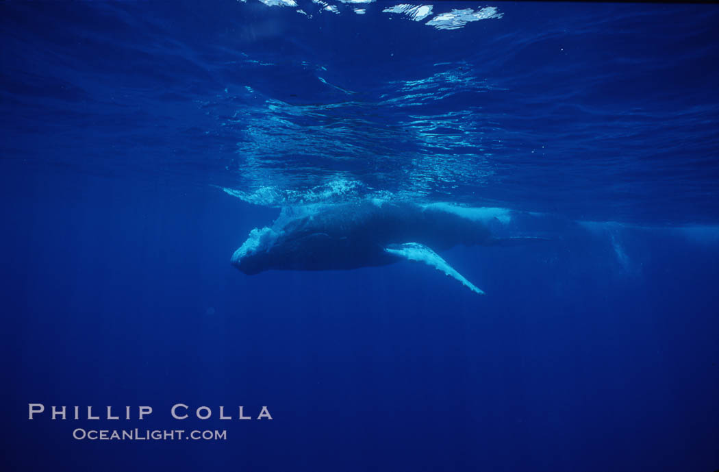 Humpback whale. Maui, Hawaii, USA, Megaptera novaeangliae, natural history stock photograph, photo id 04492